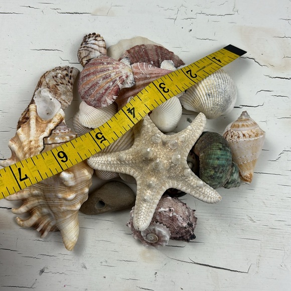 shells - Picture 2 of 15